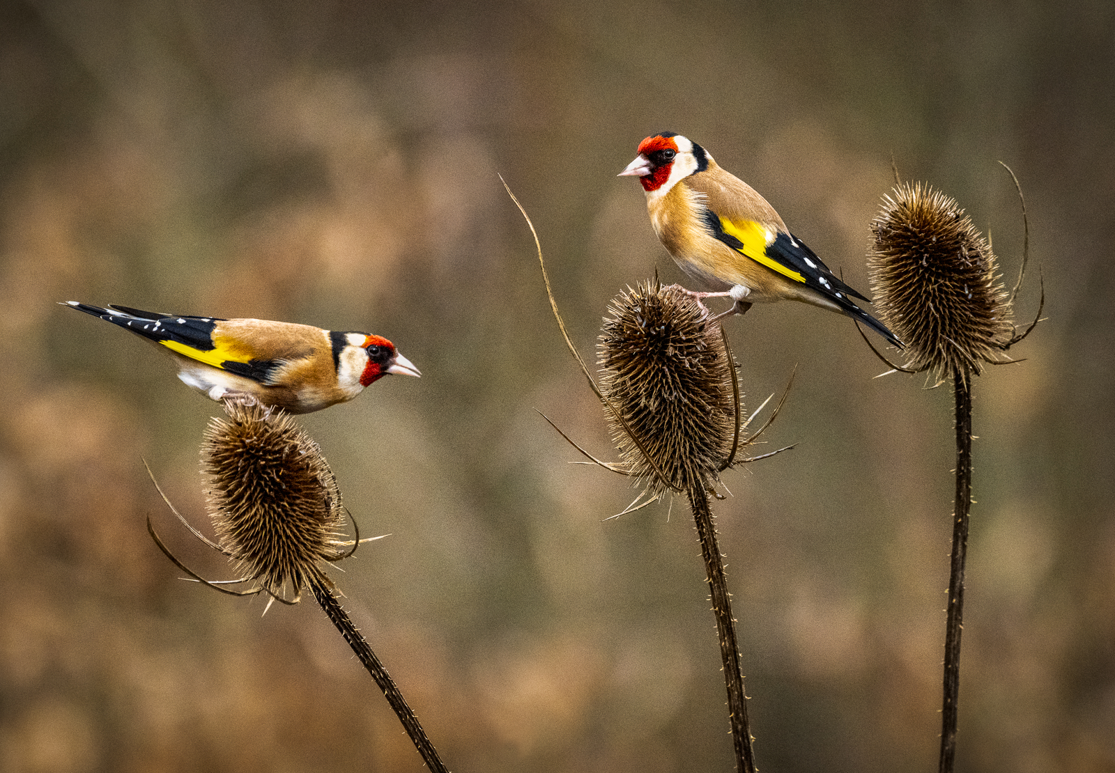 GOLDFINCHES AND TEASELS